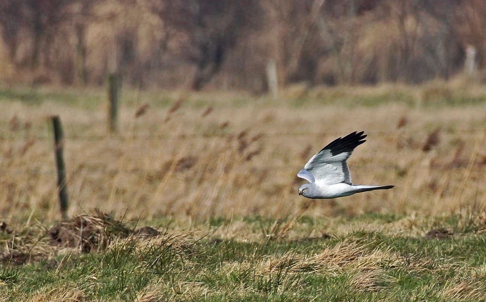 Vogeljagd über welligem Grünland