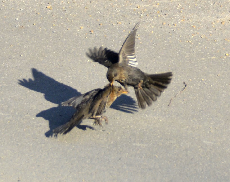 Vogelkampf