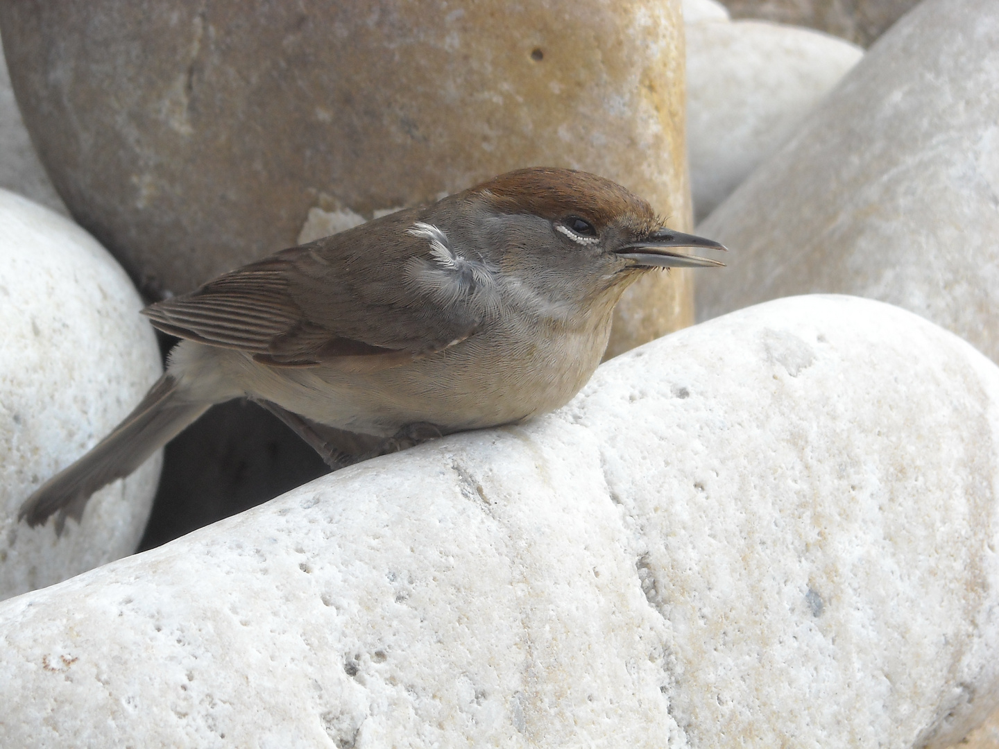 Vogelkind gut getarnt