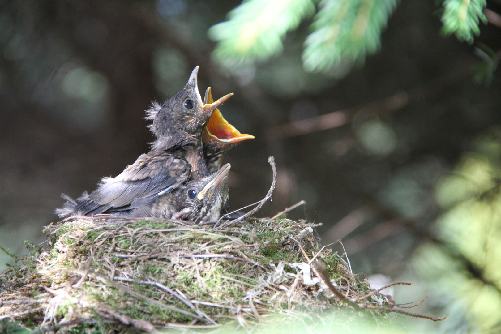 Vogelkinder