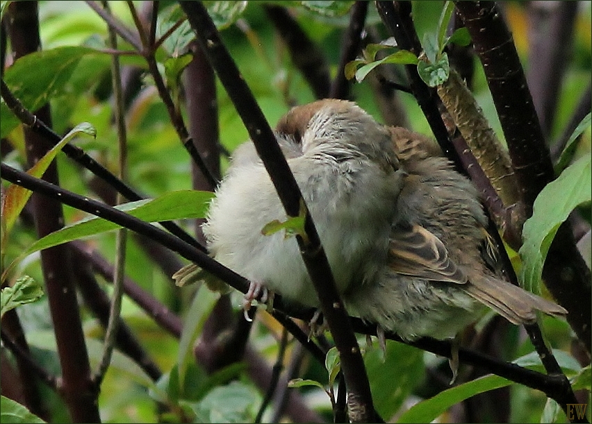 Vogelkinder...