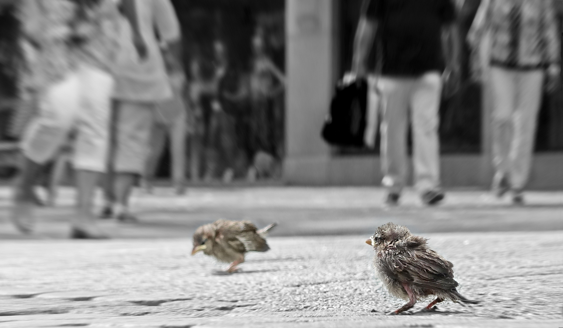 Vogelkinder in Gefahr - gib acht wohin Du trittst