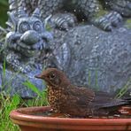 Vogelkinder-Planschbecken