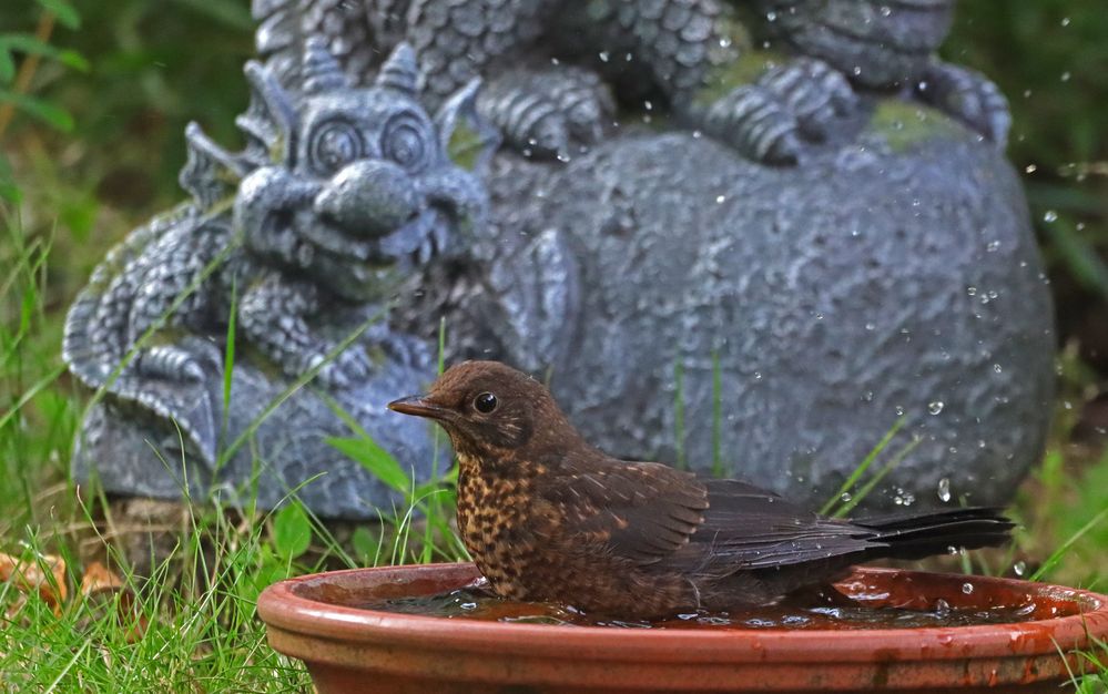 Vogelkinder-Planschbecken