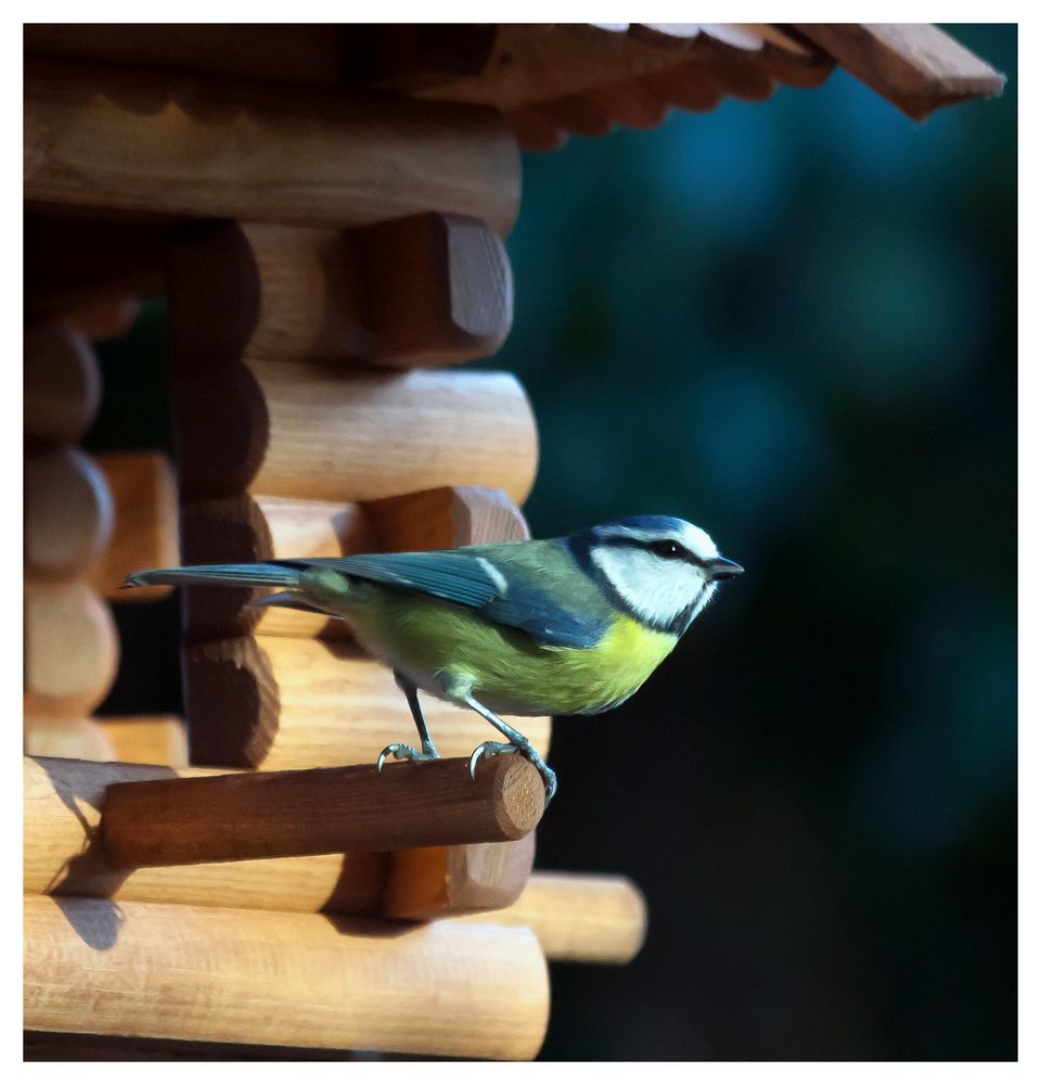 Vogelkino auf der Terasse