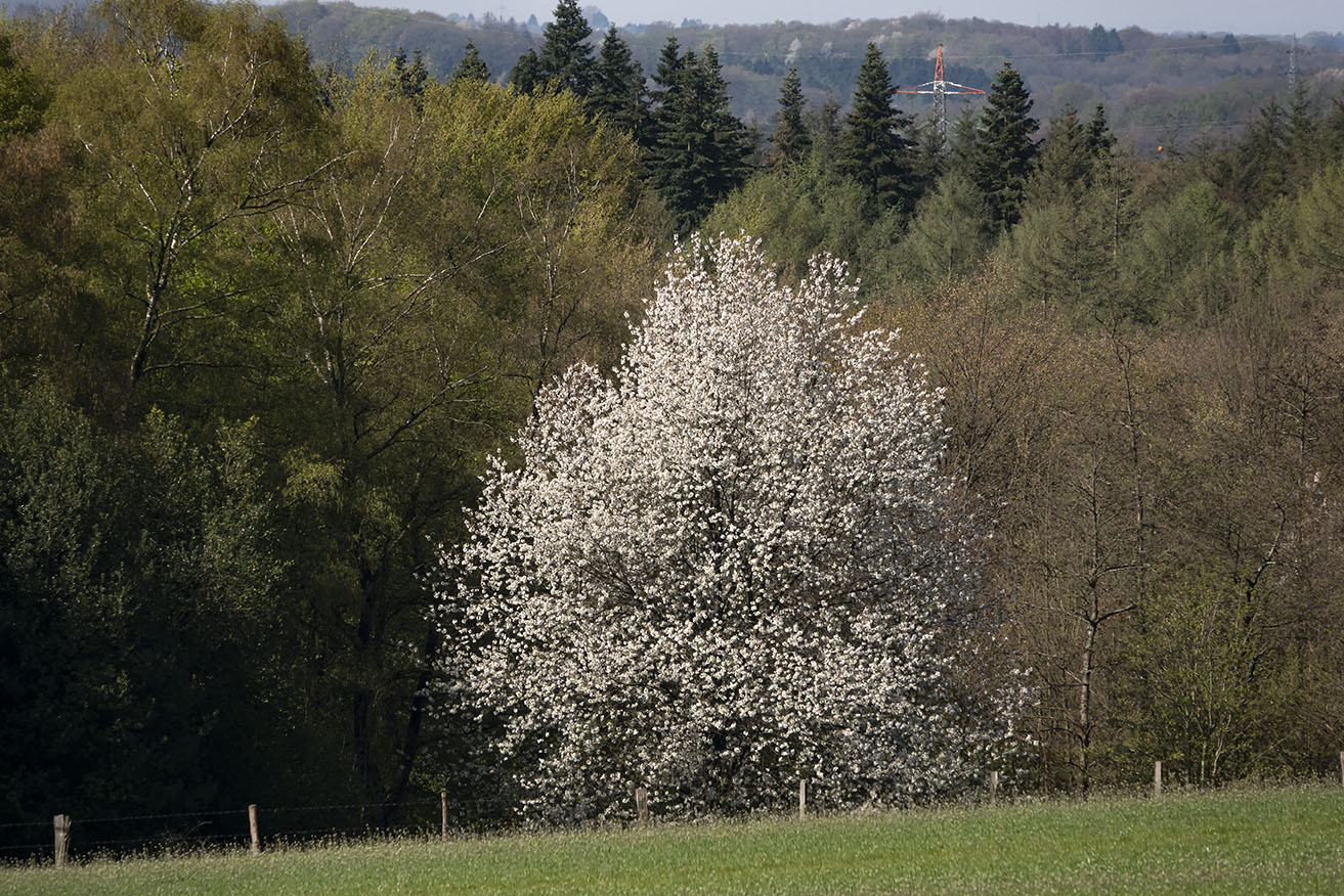 Vogelkirsche