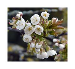 Vogelkirsche (Prunus avium, Familie: Rosaceae)