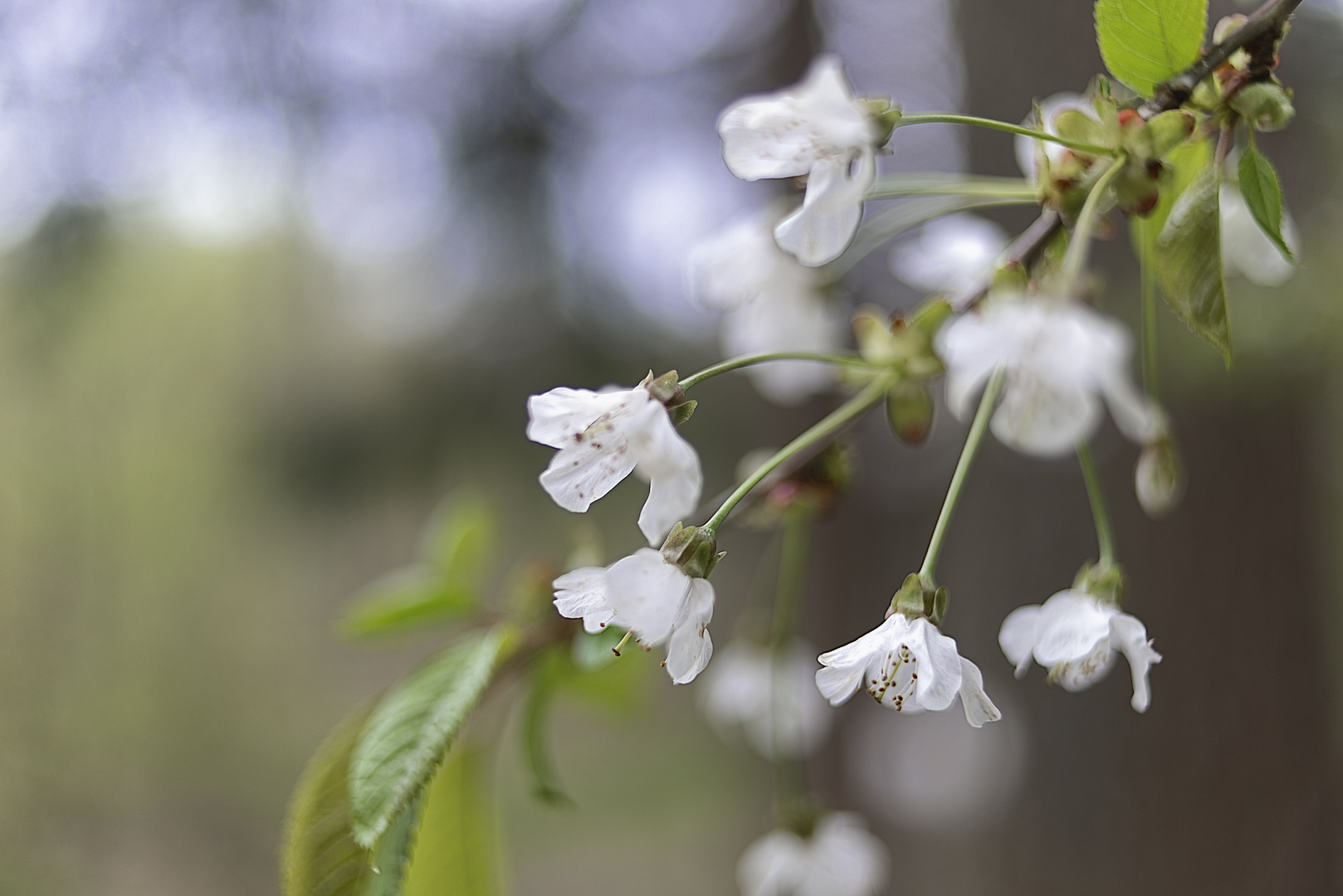 Vogelkirschenblüte an der Spesbourg