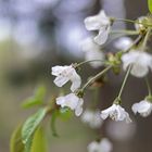 Vogelkirschenblüte an der Spesbourg