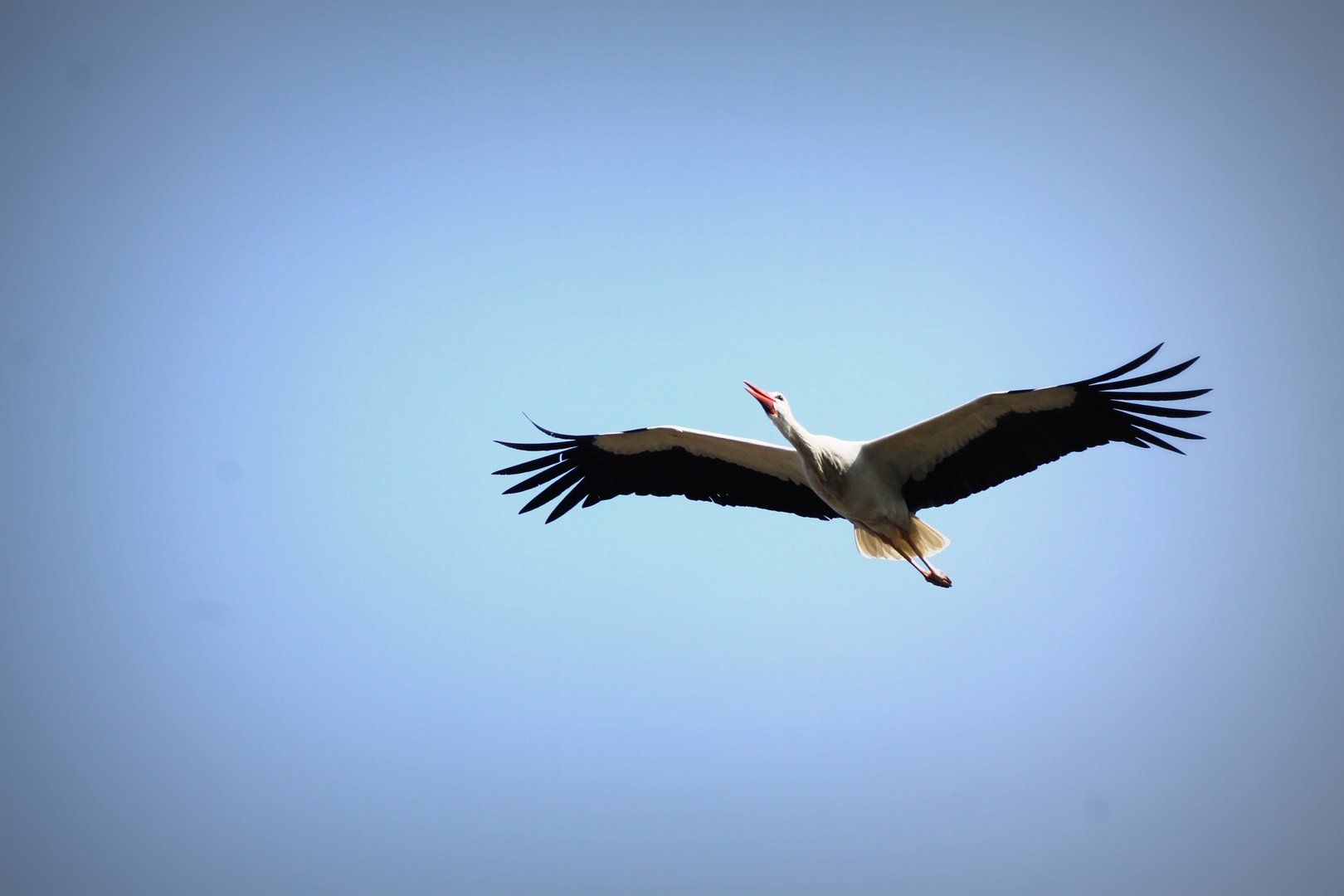 Vogelkönig