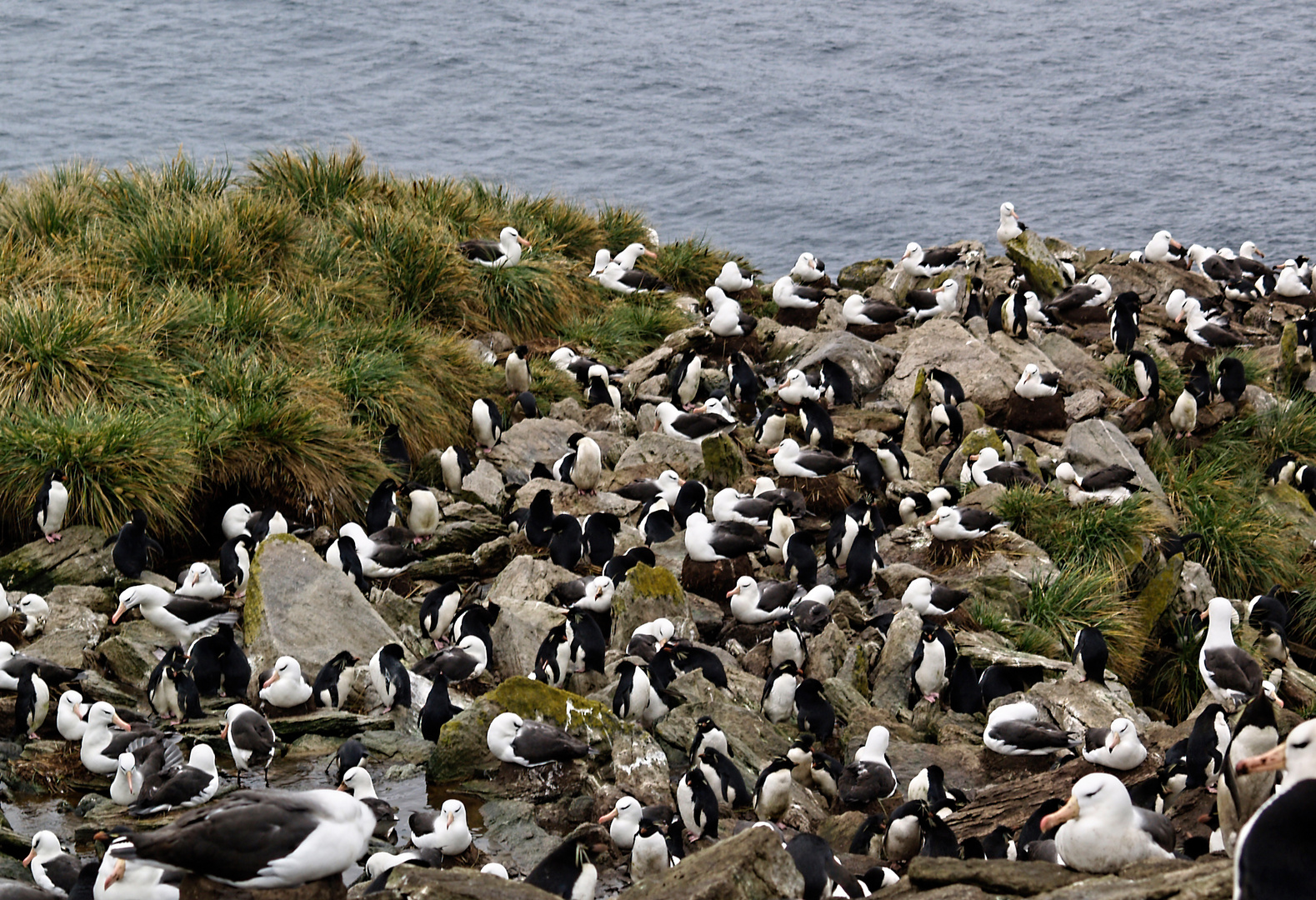 Vogelkolonie auf Westfalkland