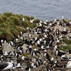 Vogelkolonie auf Westfalkland