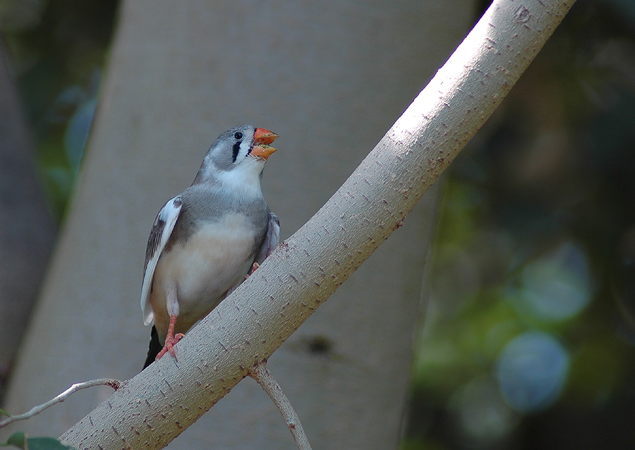 Vogelkonserve :-)