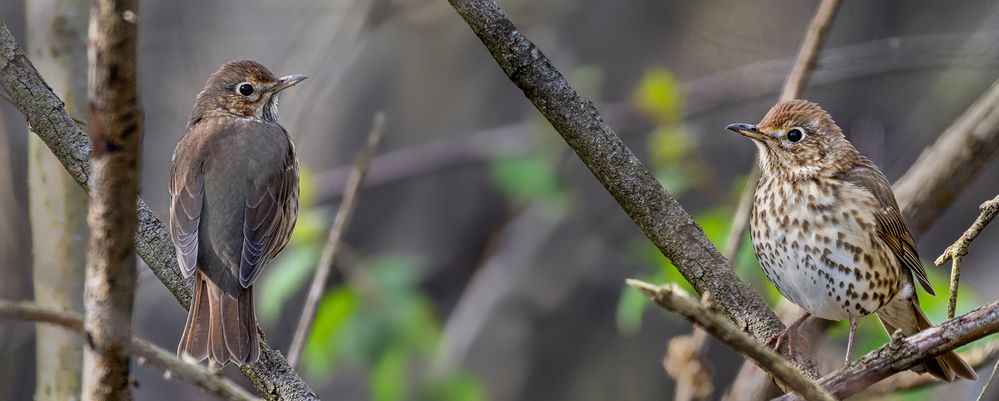 VOGELKONZERT zum Frühlingsanfang