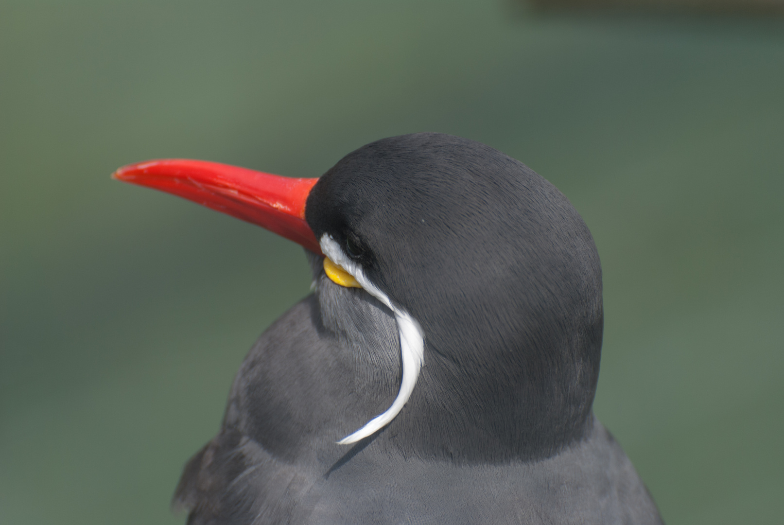 Vogelkopf in Großaufnahme