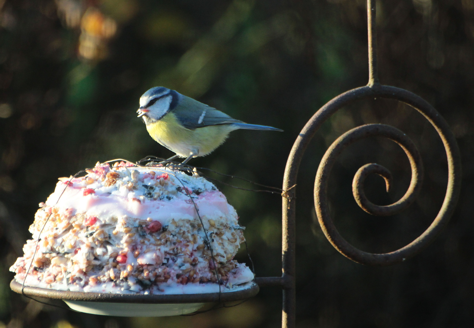 Vogelkuchen