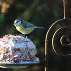 Vogelkuchen