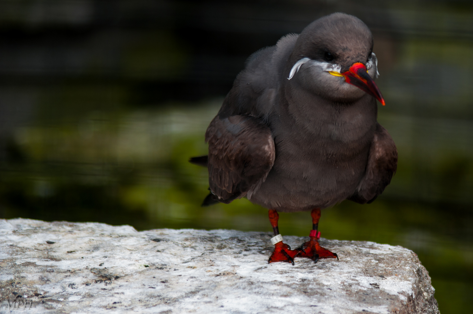 Vogelkunde