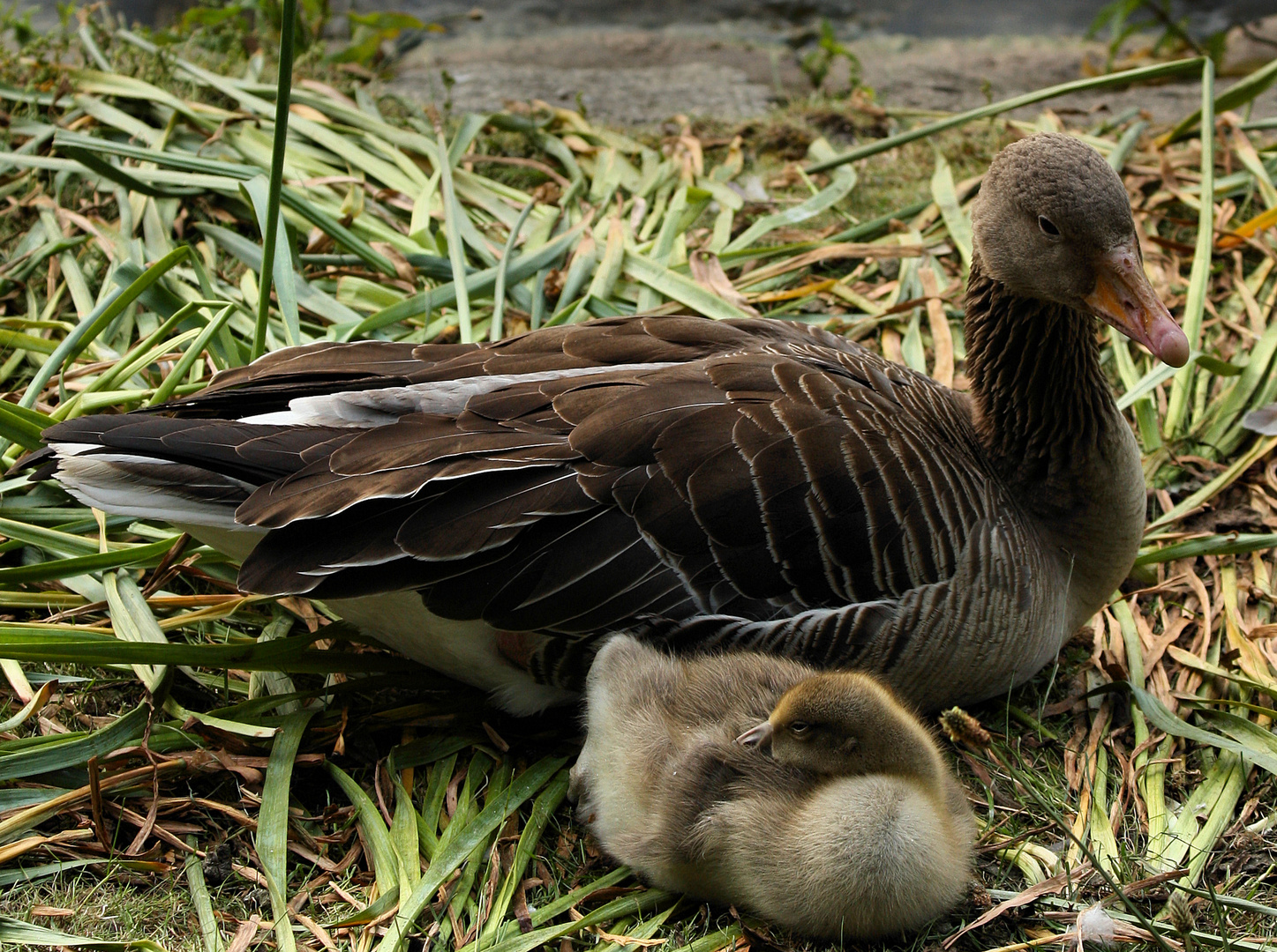 Vogelkunde - Waservögel