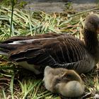 Vogelkunde - Waservögel