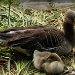 Vogelkunde - Waservögel