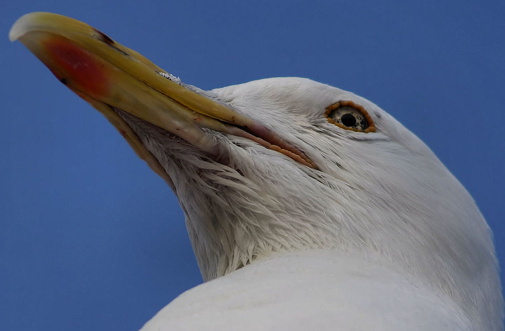 Vogelkunde - Wasservögel