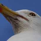 Vogelkunde - Wasservögel