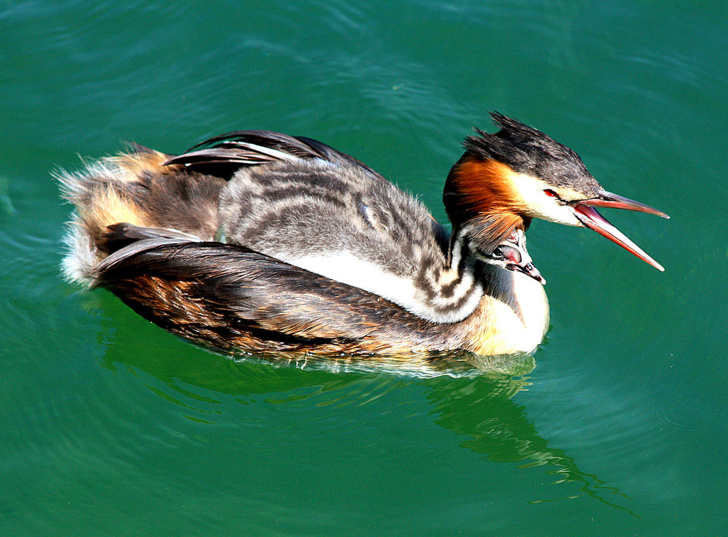 Vogelkunde - Wasservögel