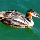 Vogelkunde - Wasservögel