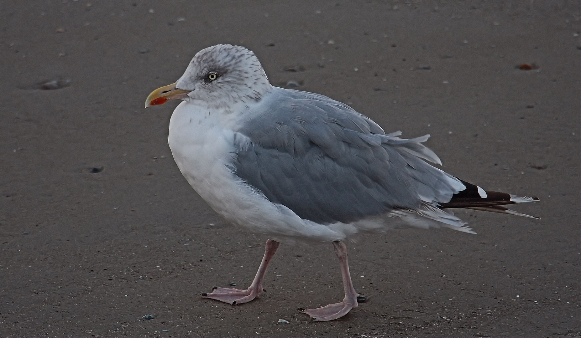 Vogelkunde - Wasservögel