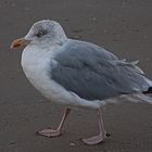 Vogelkunde - Wasservögel