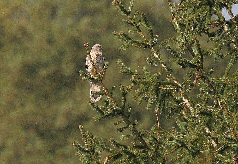 Vogelkundler gesucht,