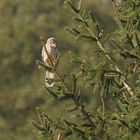 Vogelkundler gesucht,