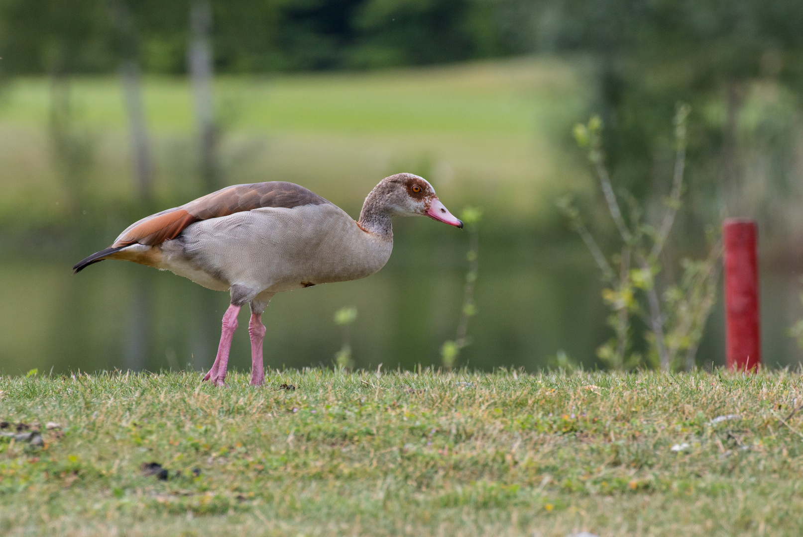 Vogelleben auf dem Golfplatz