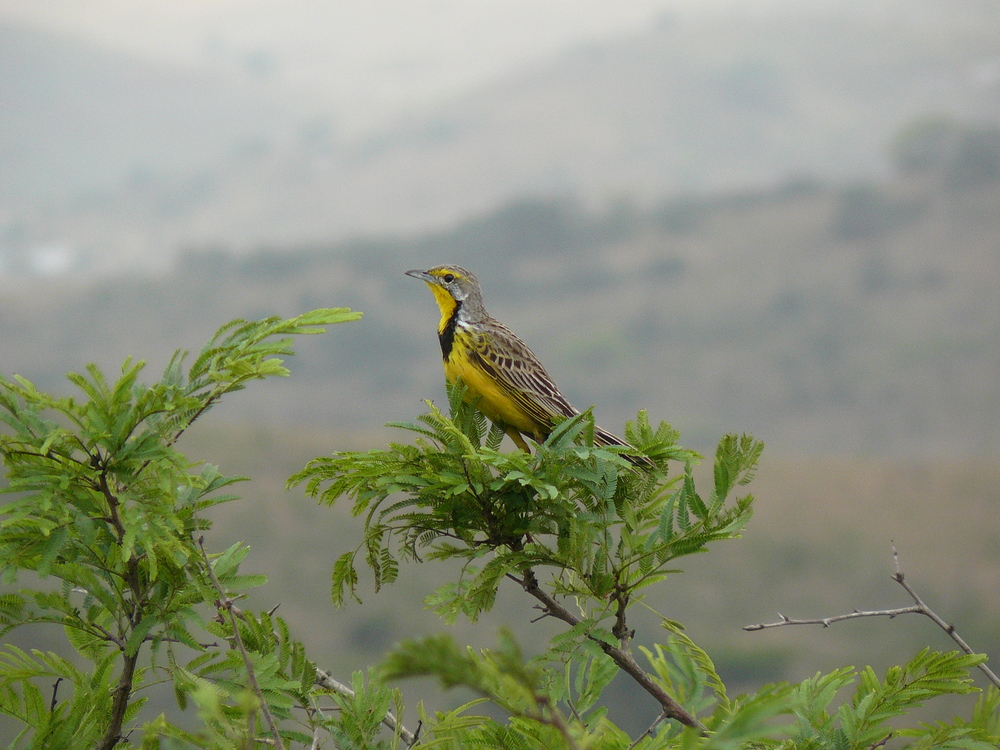 Vogelleben im Hluhluwe Umfolozi