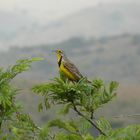 Vogelleben im Hluhluwe Umfolozi