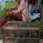 Vogelmarkt in Malang