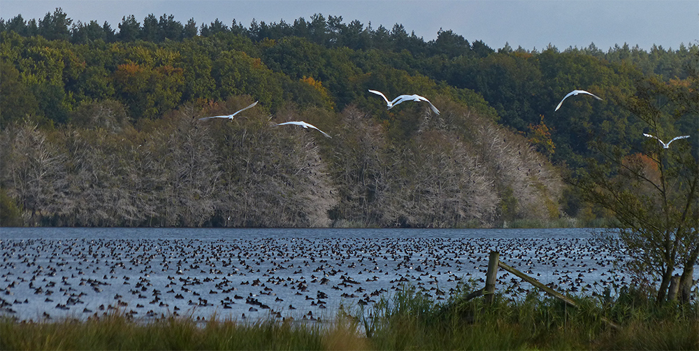 Vogelmassen am Warnker See