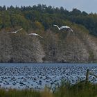 Vogelmassen am Warnker See