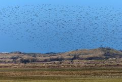 Vogelmassen auf Borkum