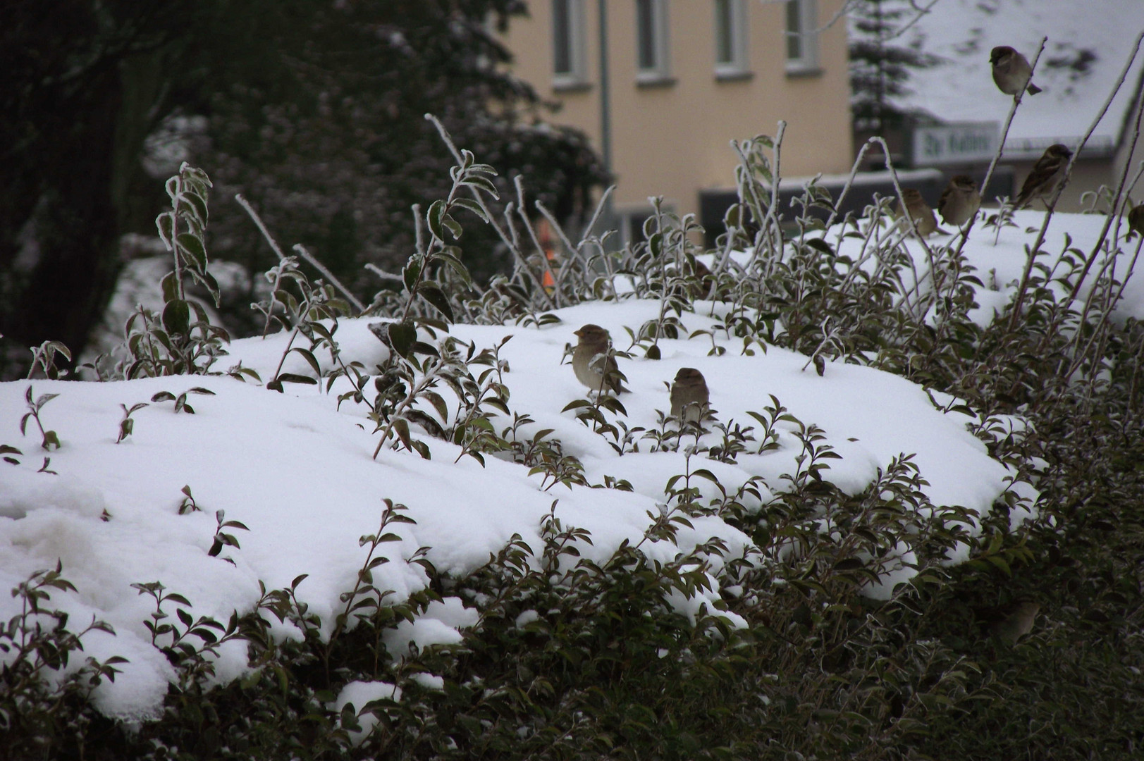 Vogelmittagsruhe