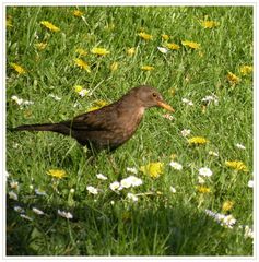 Vogelmutter auf Futtersuche ; " Ja wo ist es denn das Würmchen ?".