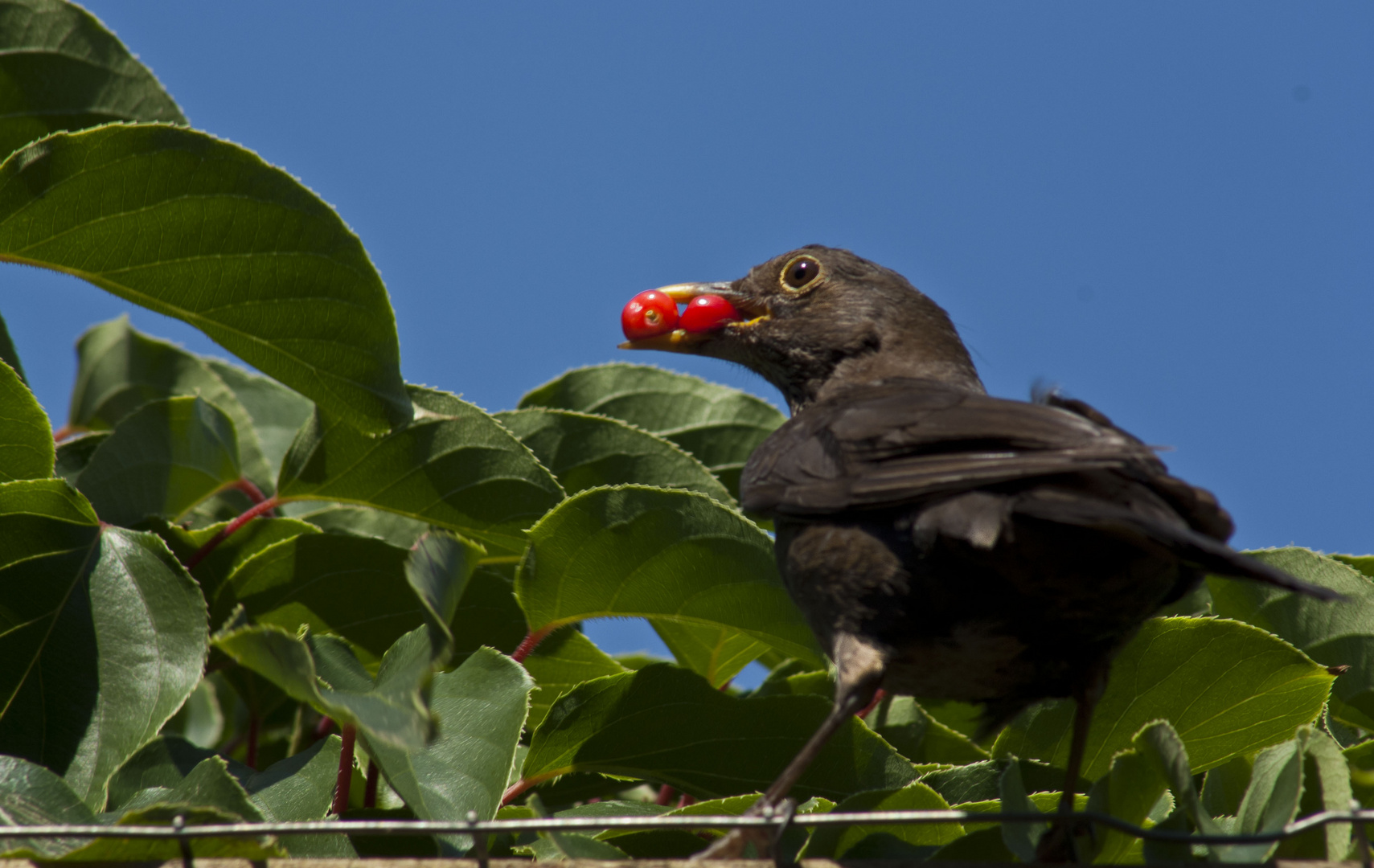 Vogelmutter mit Beeren