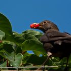 Vogelmutter mit Beeren