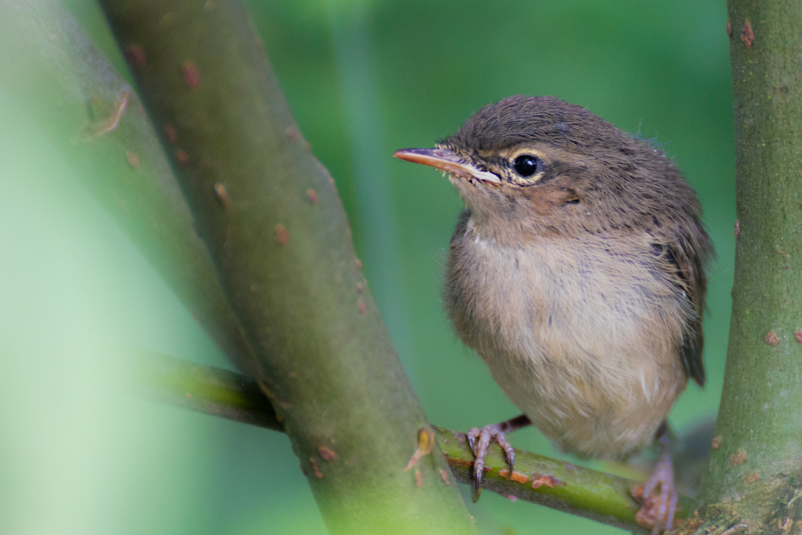 Vogelnachwuchs 2014