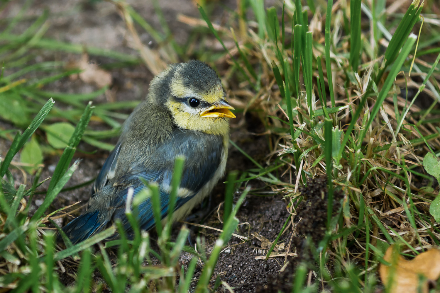 vogelnachwuchs