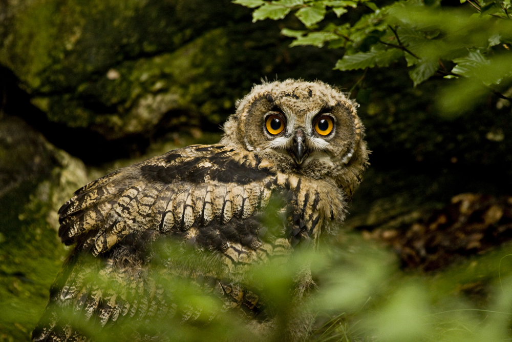 Vogelnachwuchs