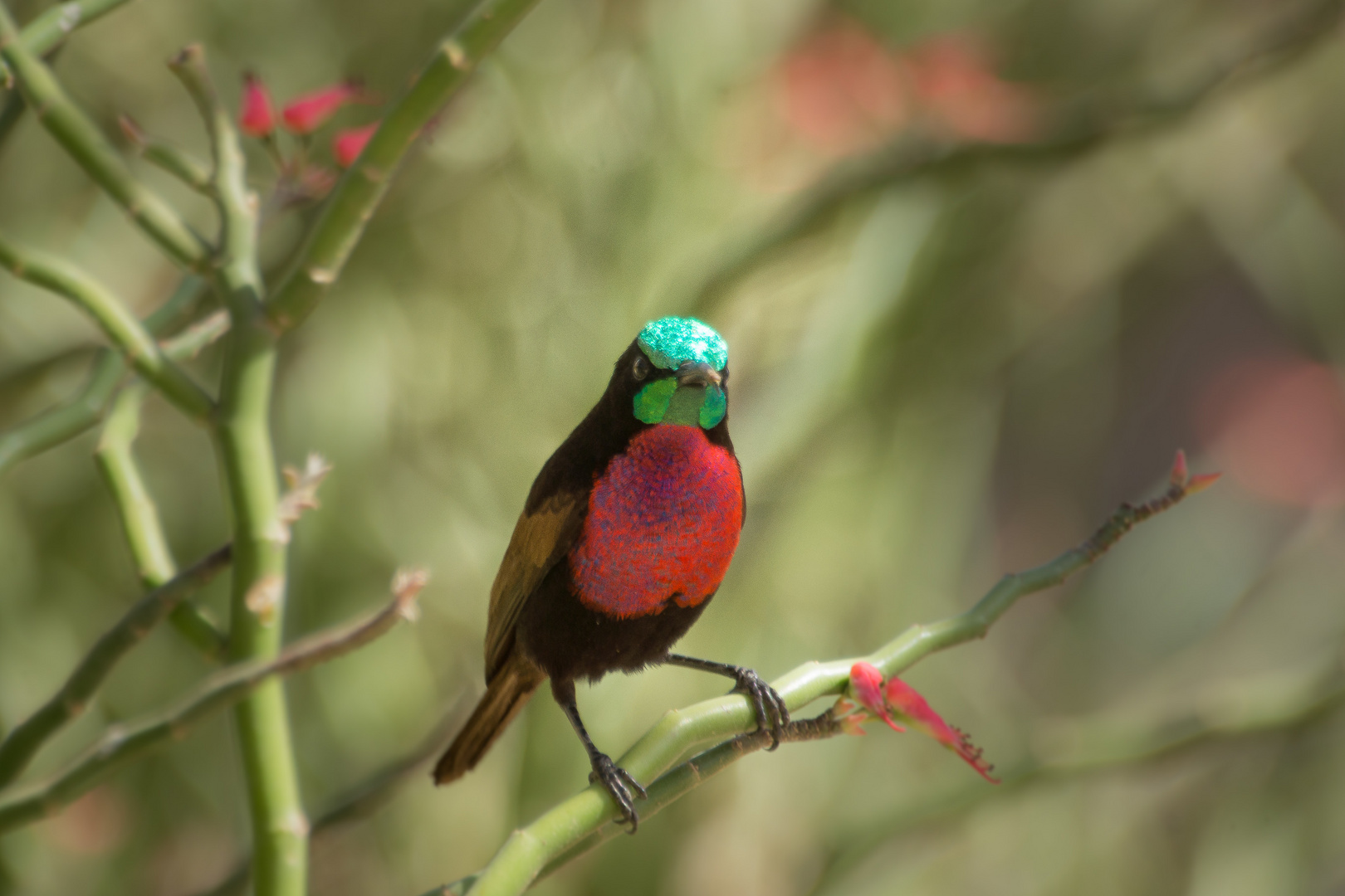 Vogelnamen