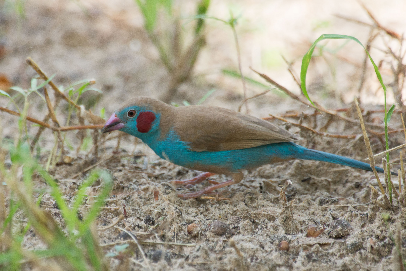 Vogelnamen