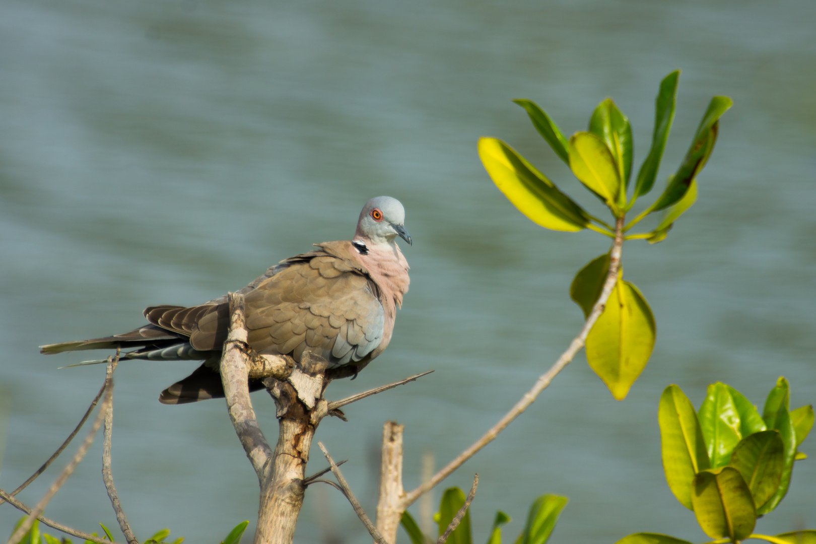 Vogelnamen